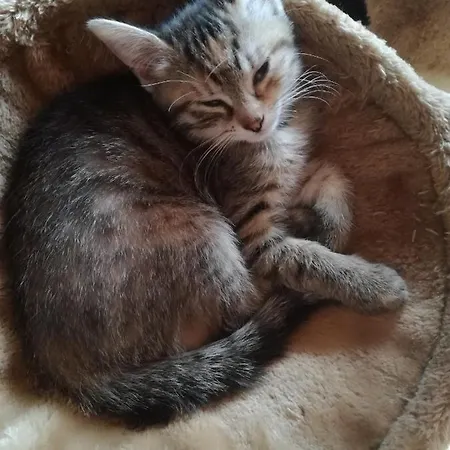 Bichlerhof * Hopfgarten in Defereggen