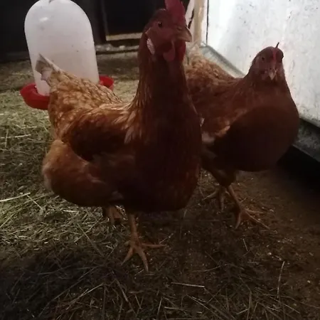 Bichlerhof Apartamento *