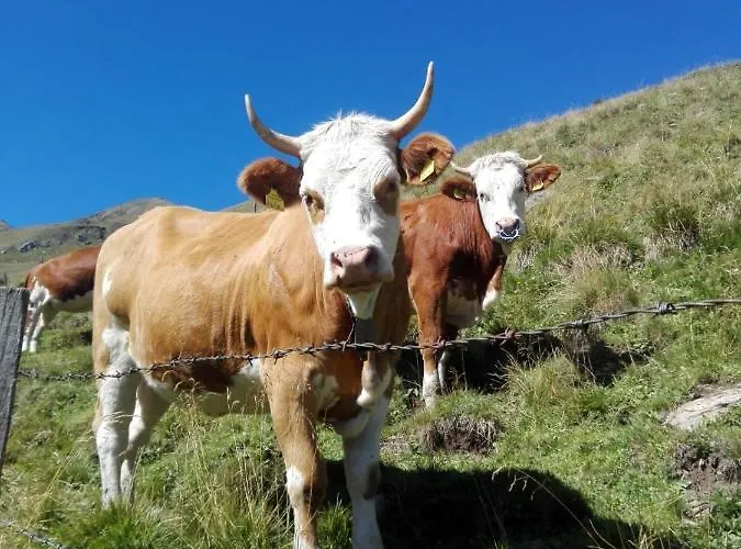 Daire Bichlerhof Hopfgarten in Defereggen