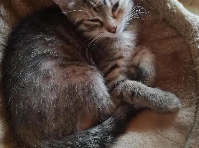 Bichlerhof * Hopfgarten in Defereggen