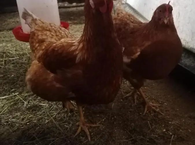 Bichlerhof Apartmán *